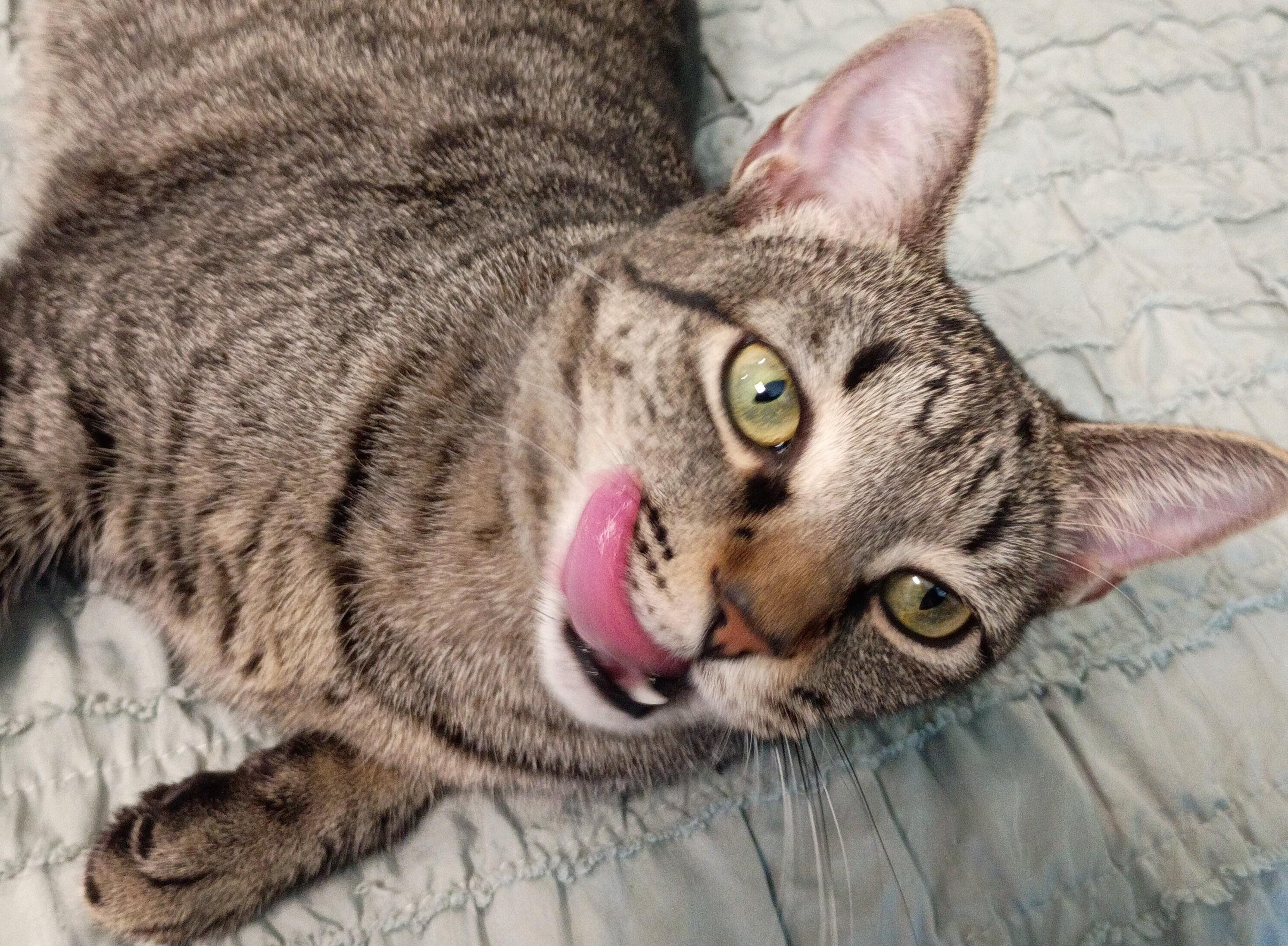 Bambi — thumbnail 5