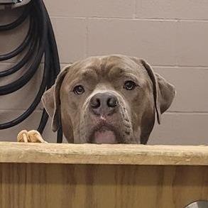 Enlarge Marlo, a Adoptable Pit Bull Terrier in Tacoma, WA image 1/2