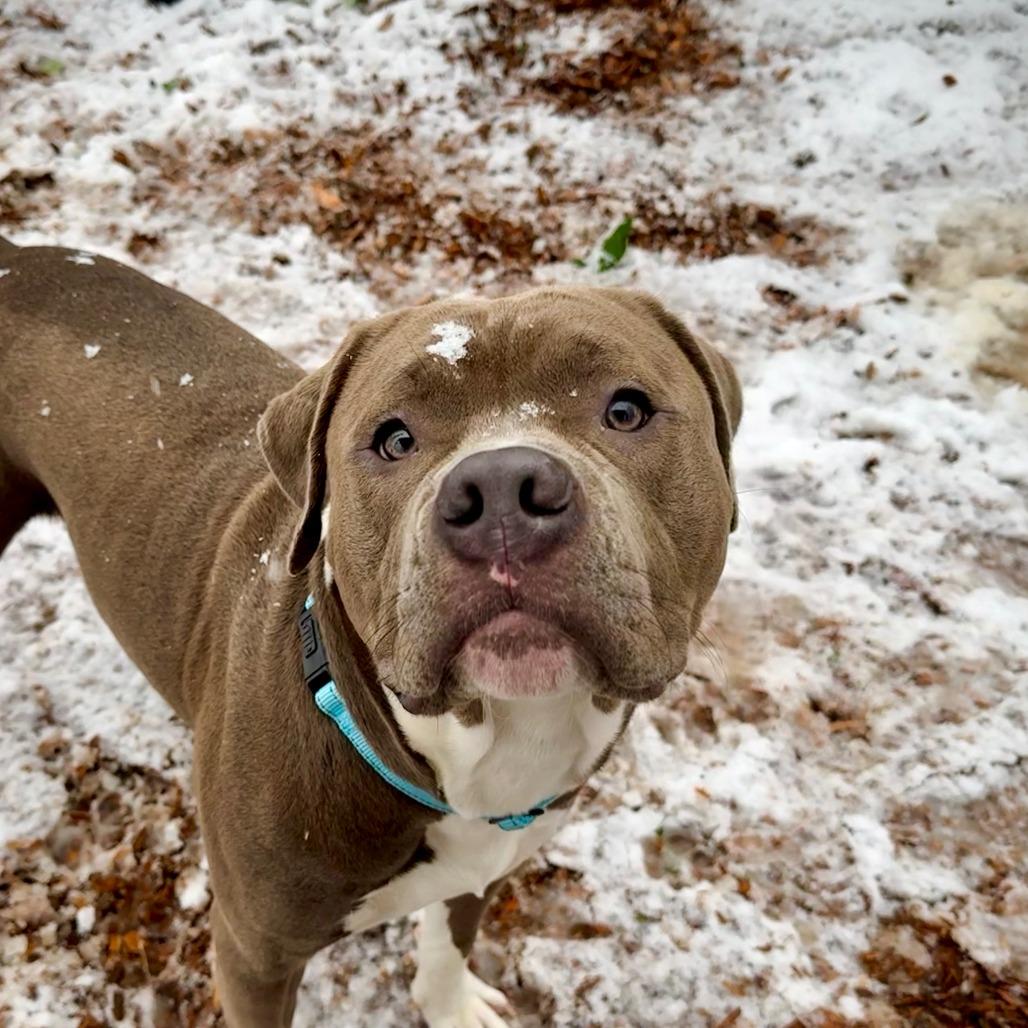 Enlarge Marlo, a Adoptable Pit Bull Terrier in Tacoma, WA image 2/2