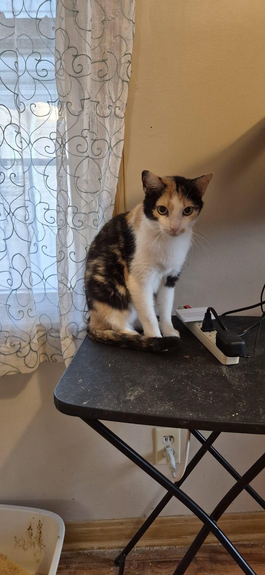 Rosy, Adoptable, Young Female Calico & Domestic Short Hair.