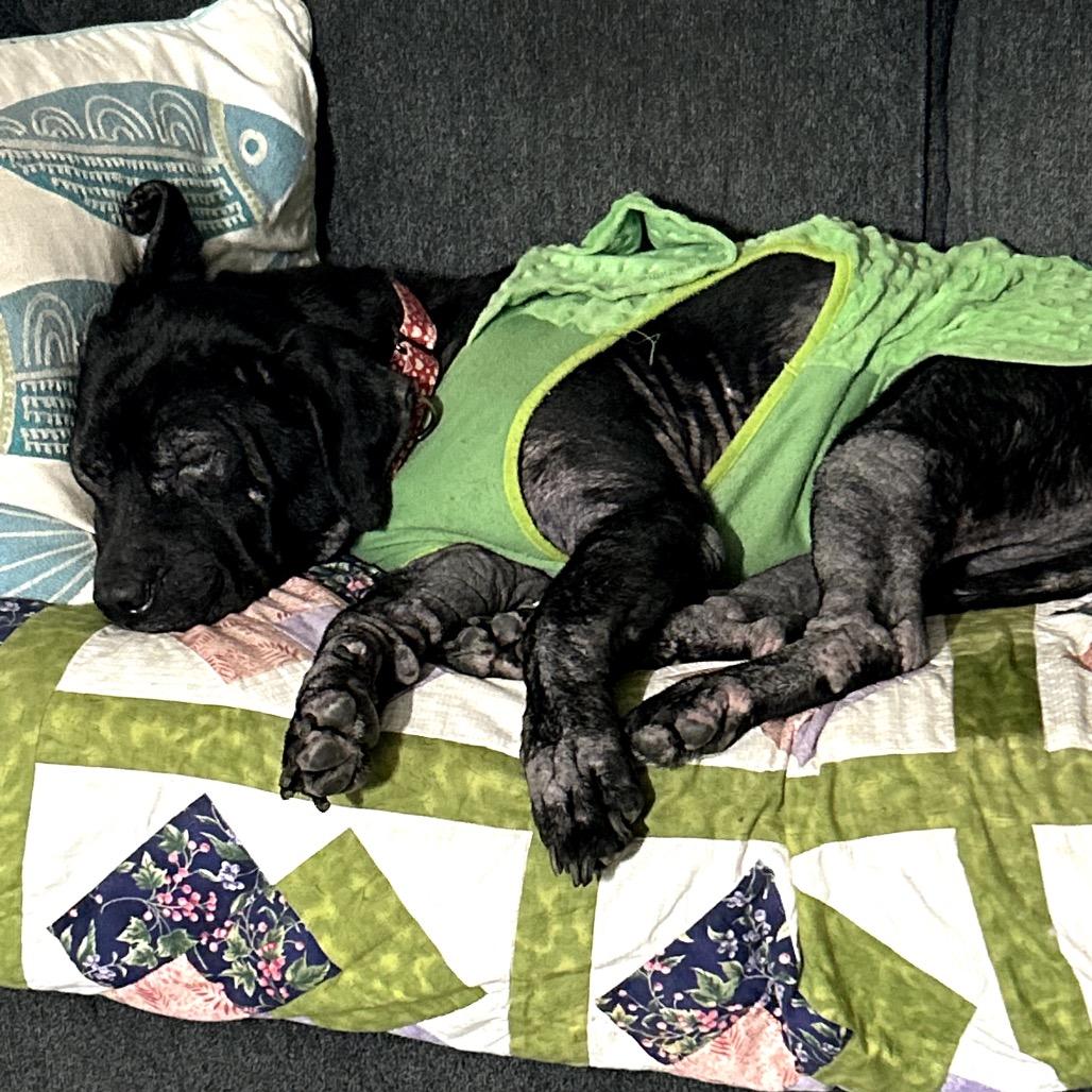 Gina, Adoptable, Senior Female Black Labrador Retriever & Mixed Breed.