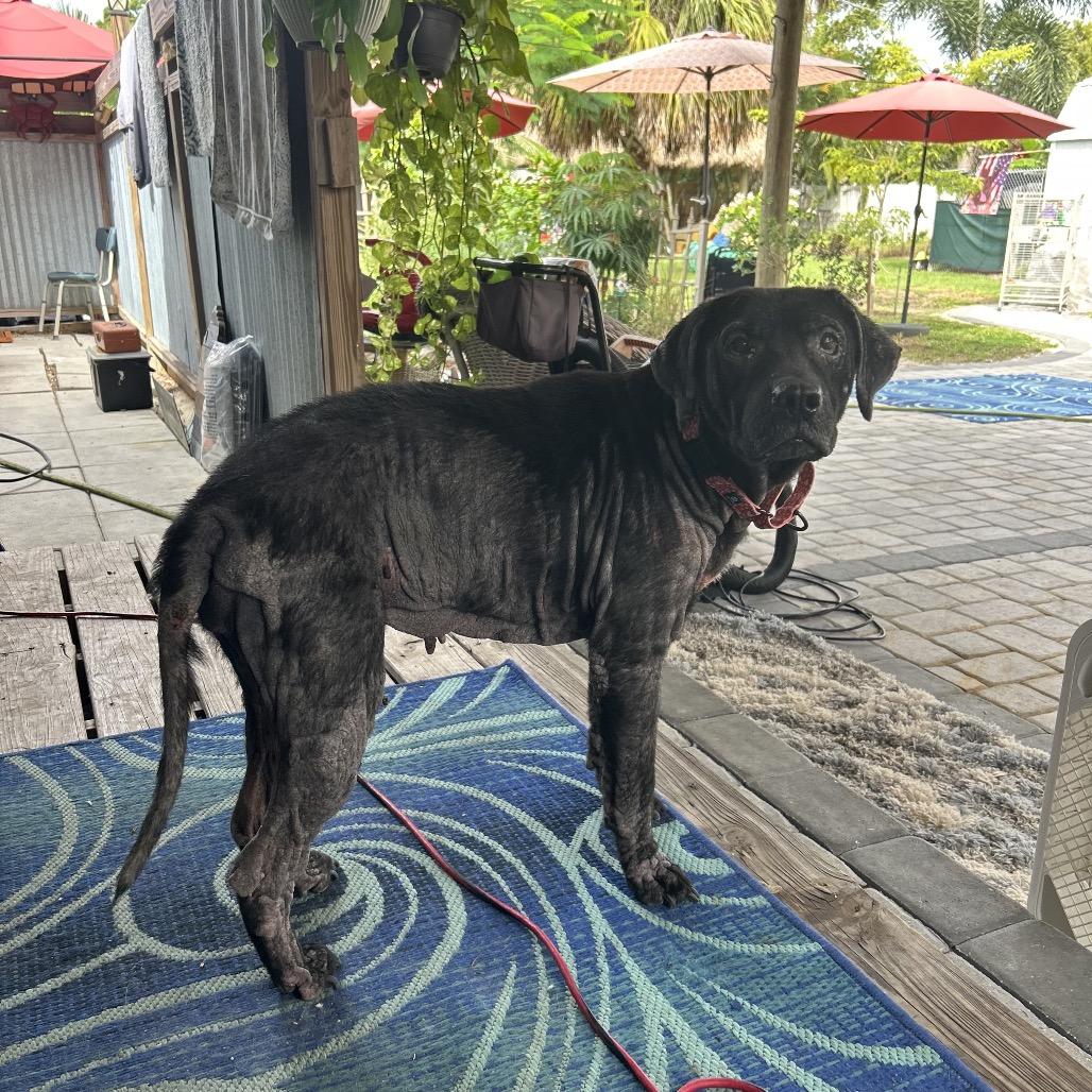 Enlarge Gina, a Adoptable mixed breed in North Port, FL image 2/6