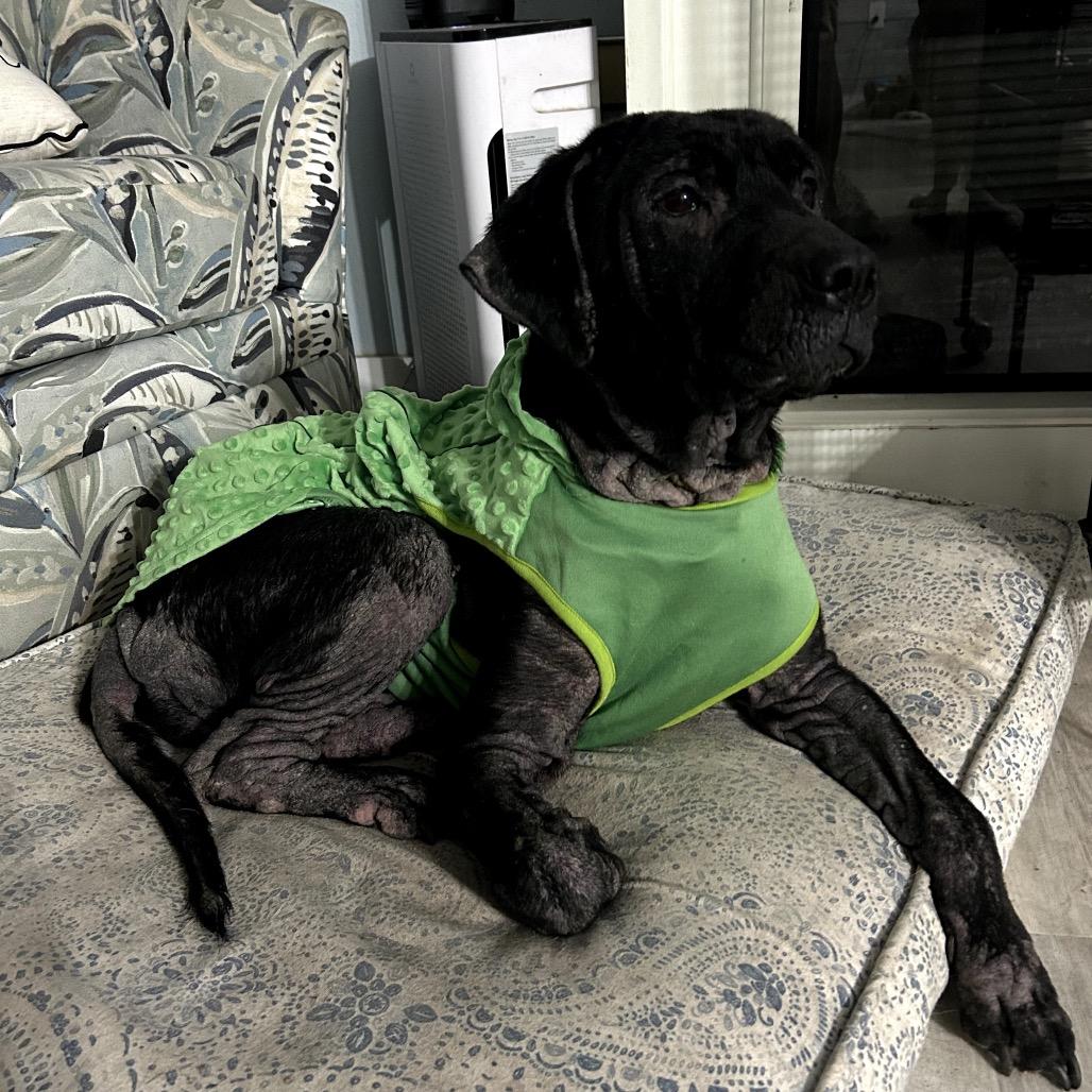 Enlarge Gina, a Adoptable mixed breed in North Port, FL image 3/6