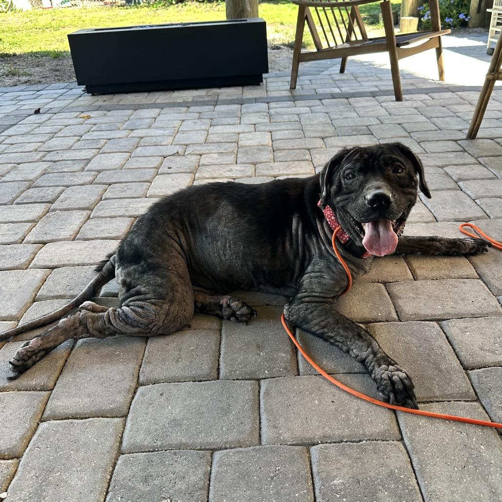 Enlarge Gina, a Adoptable mixed breed in North Port, FL image 4/6