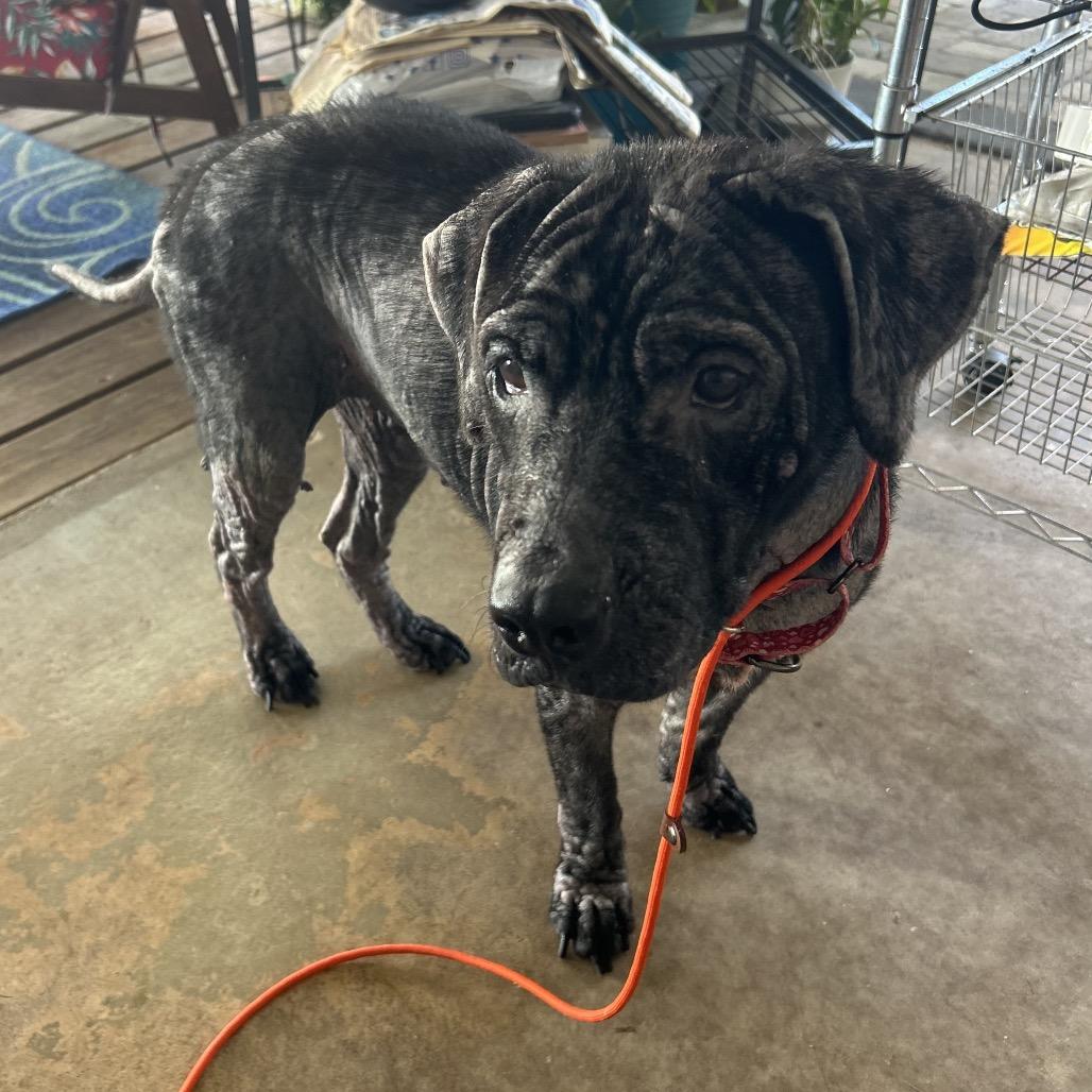 Enlarge Gina, a Adoptable mixed breed in North Port, FL image 5/6