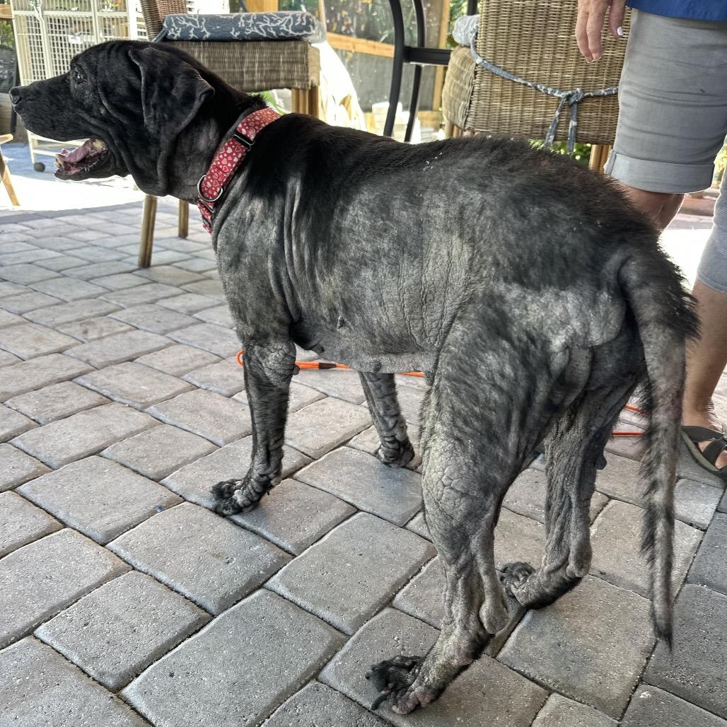 Enlarge Gina, a Adoptable mixed breed in North Port, FL image 6/6