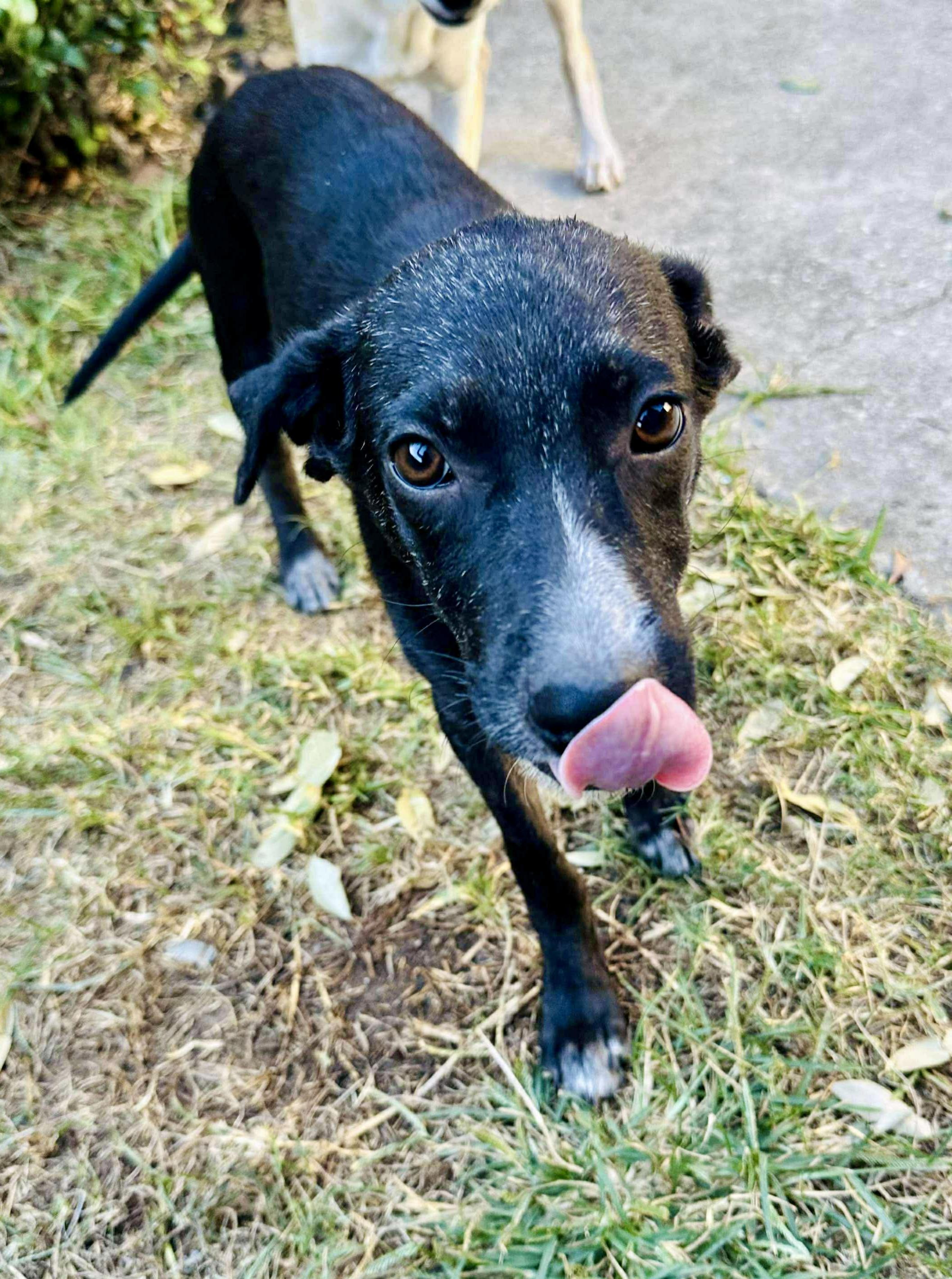 Enlarge Harper, a Adoptable mixed breed in Battle Creek, MI image 3/6