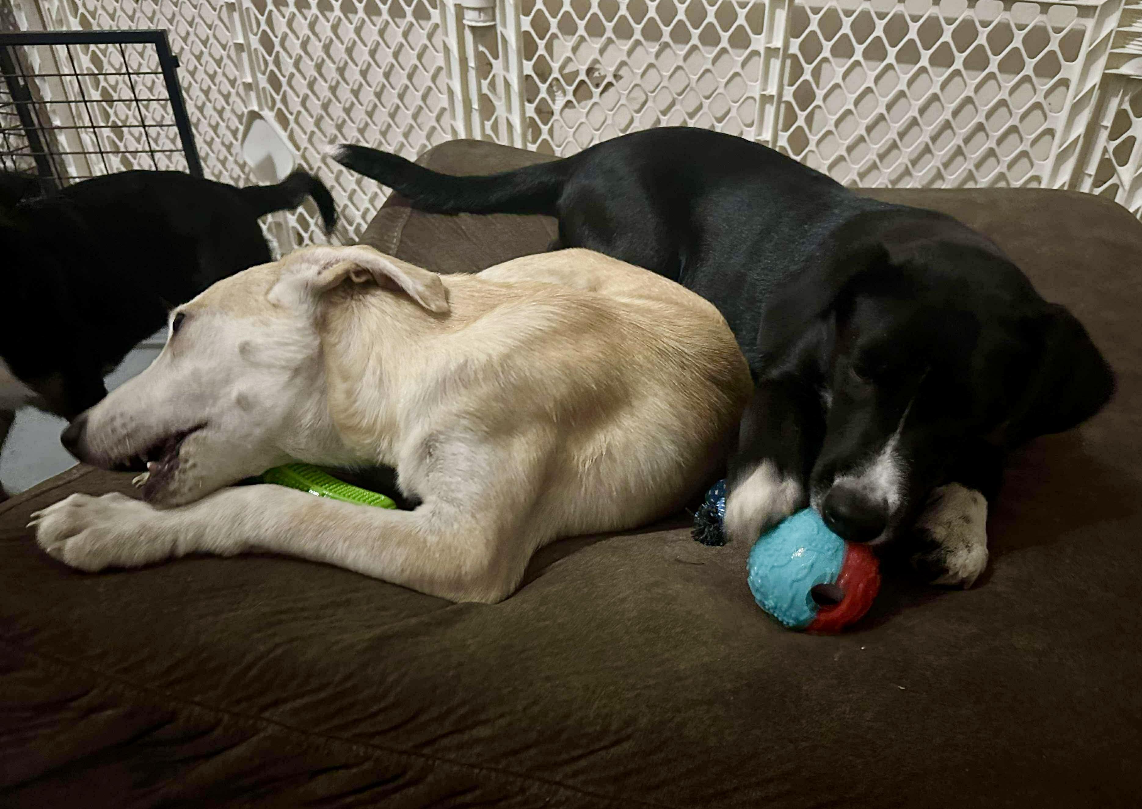 Enlarge Harper, a Adoptable mixed breed in Battle Creek, MI image 4/6