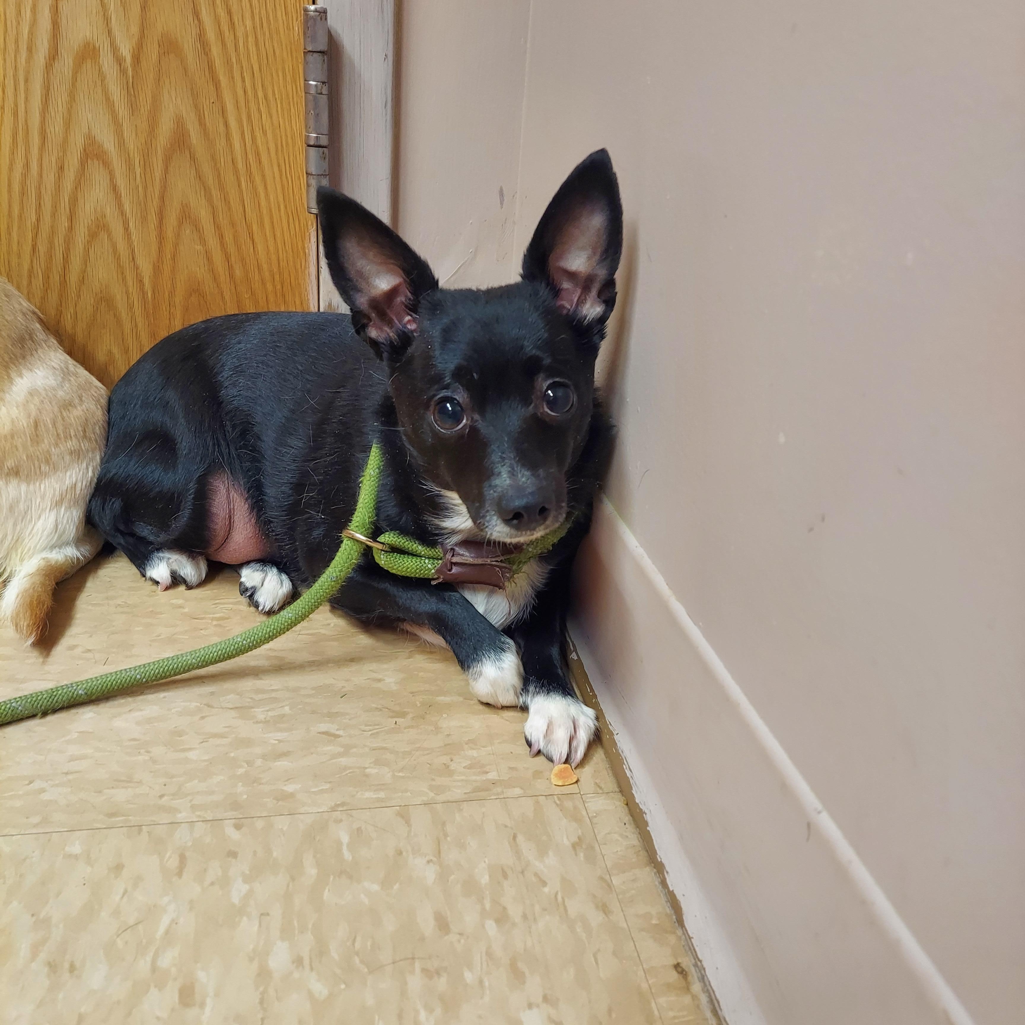 Enlarge #46 & 48, a ADOPTABLE mixed breed in Pawtucket, RI image 2/3