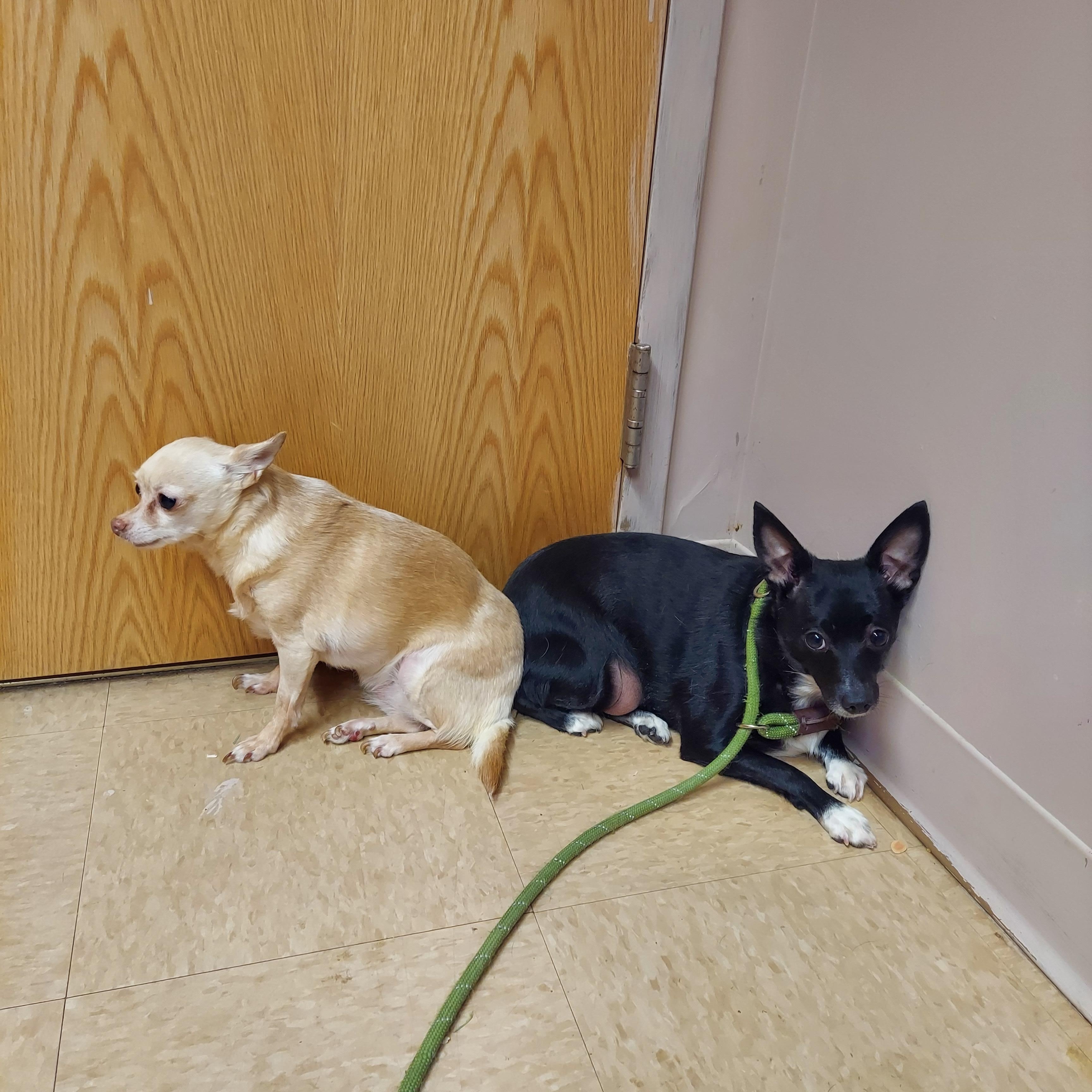 Enlarge #46 & 48, a ADOPTABLE mixed breed in Pawtucket, RI image 1/3