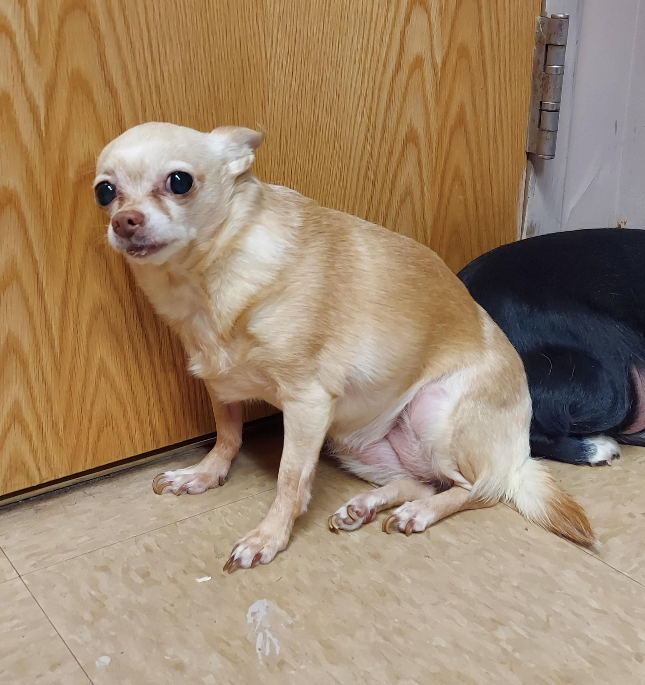 Enlarge #46 & 48, a ADOPTABLE mixed breed in Pawtucket, RI image 3/3