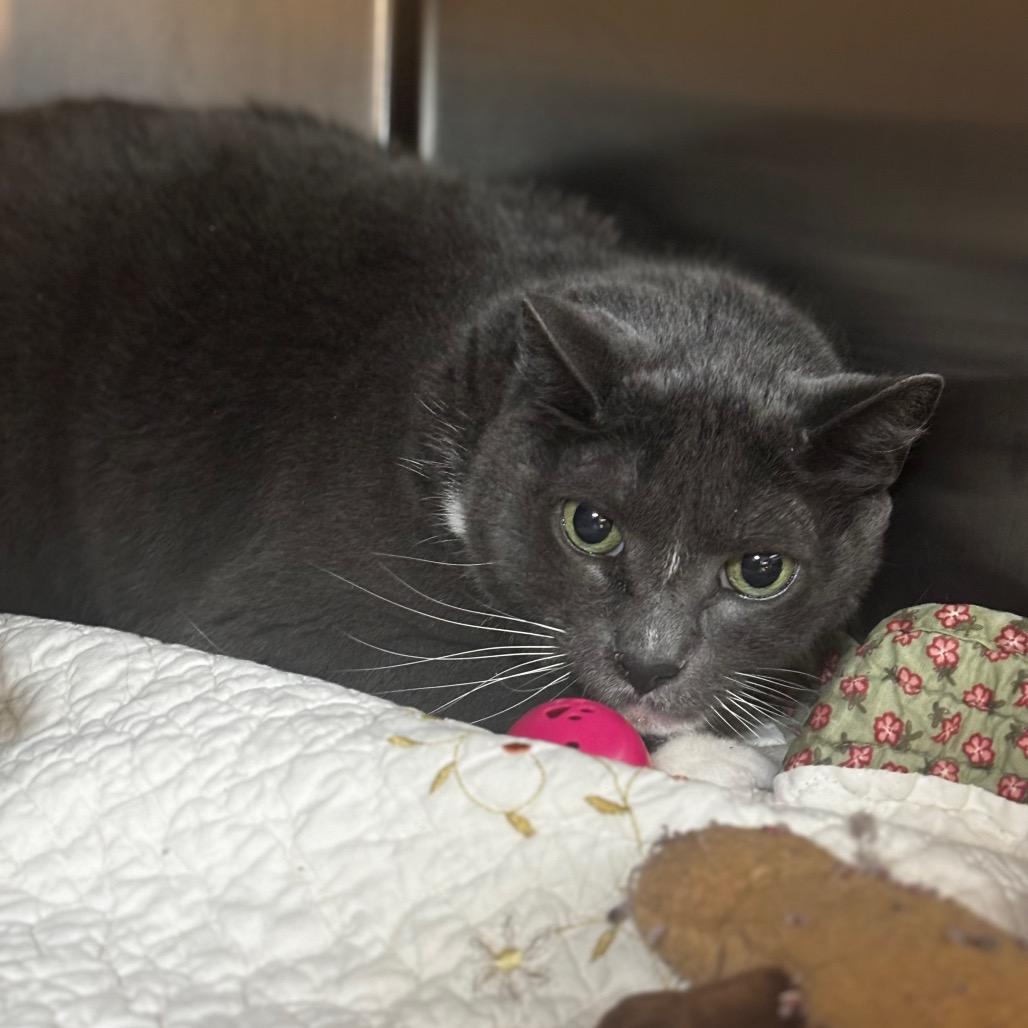 Zero, Adoptable, Senior Male Domestic Short Hair.
