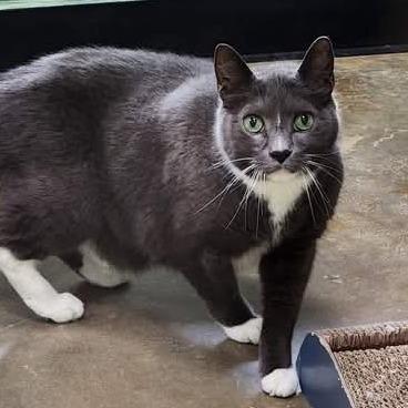Enlarge Zero, a Adoptable Domestic Short Hair in Shinnston, WV image 2/3