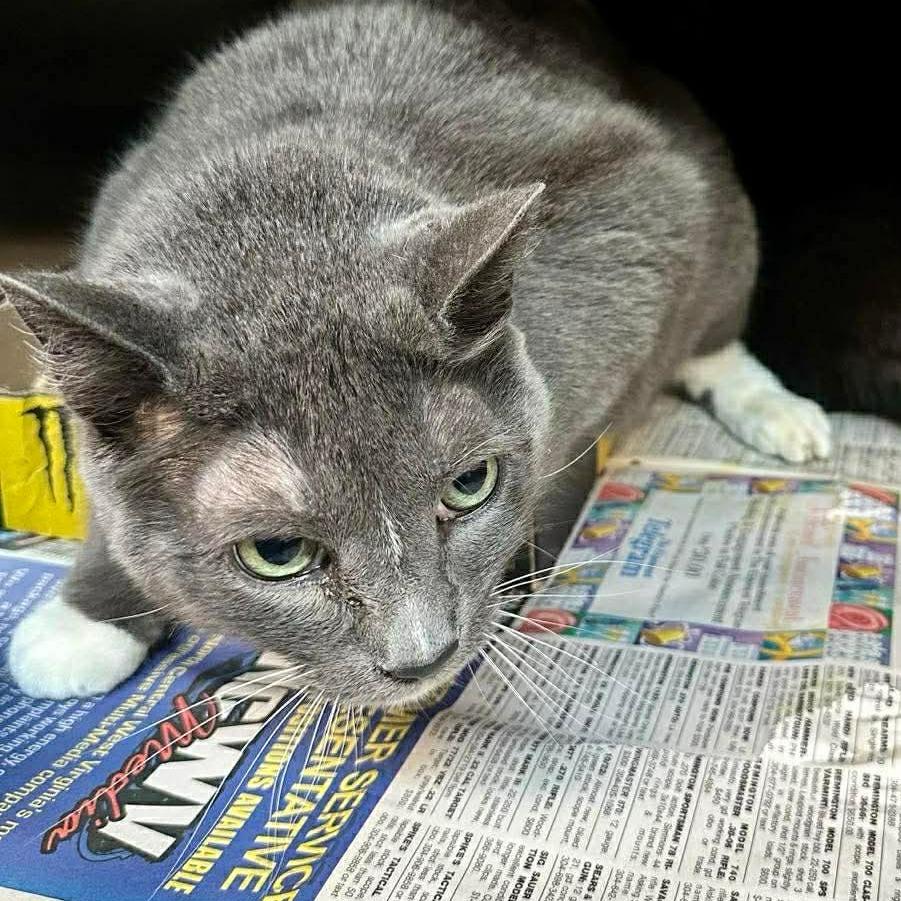 Enlarge Zero, a Adoptable Domestic Short Hair in Shinnston, WV image 2/2