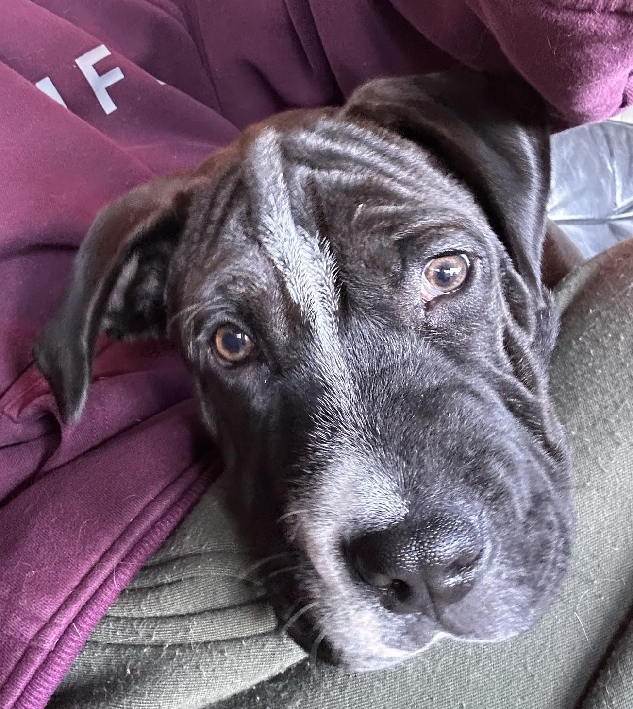 Enlarge Tug Boat, a ADOPTABLE mixed breed in Olympia, WA image 2/6