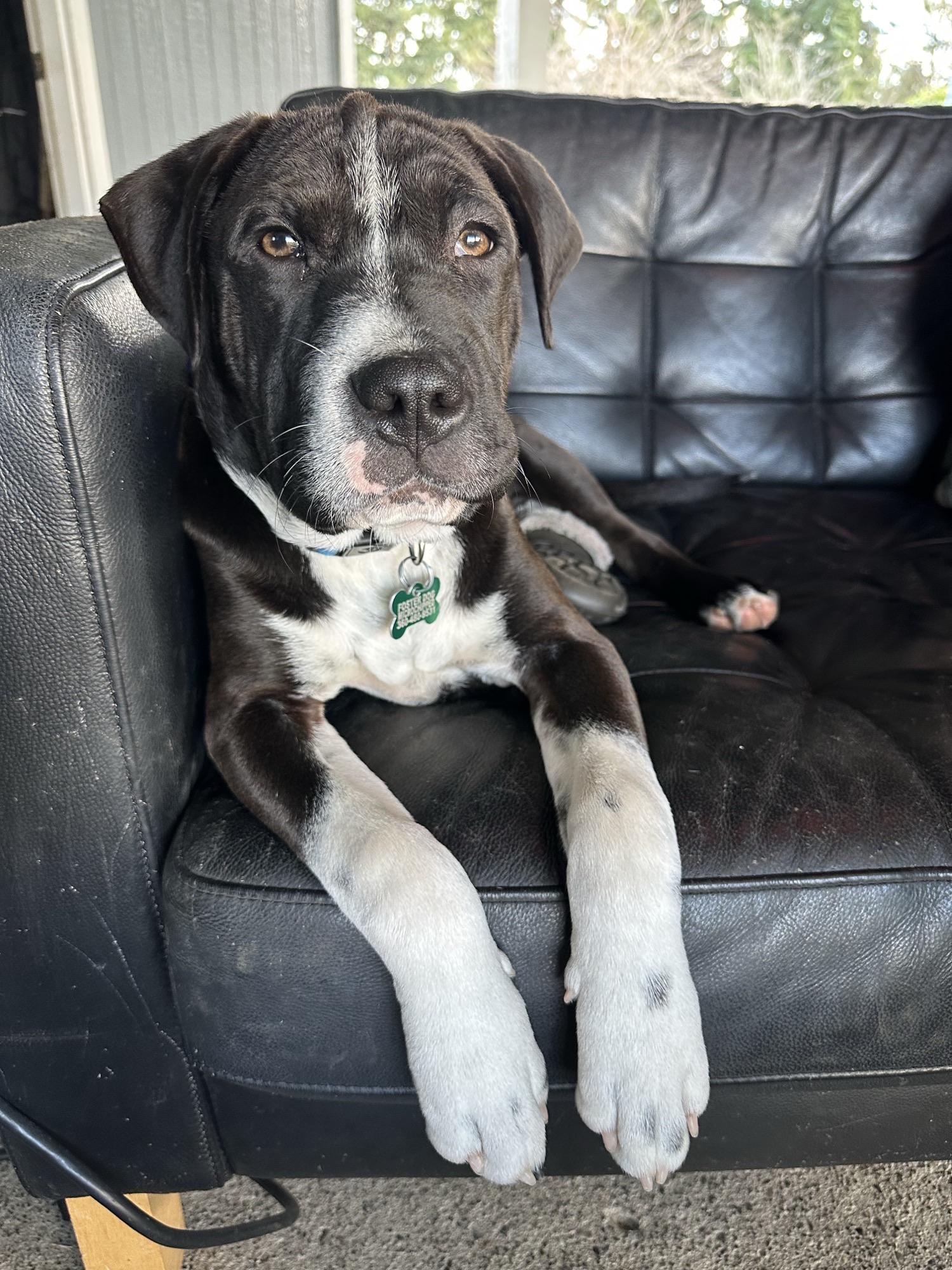 Enlarge Tug Boat, a ADOPTABLE mixed breed in Olympia, WA image 6/6