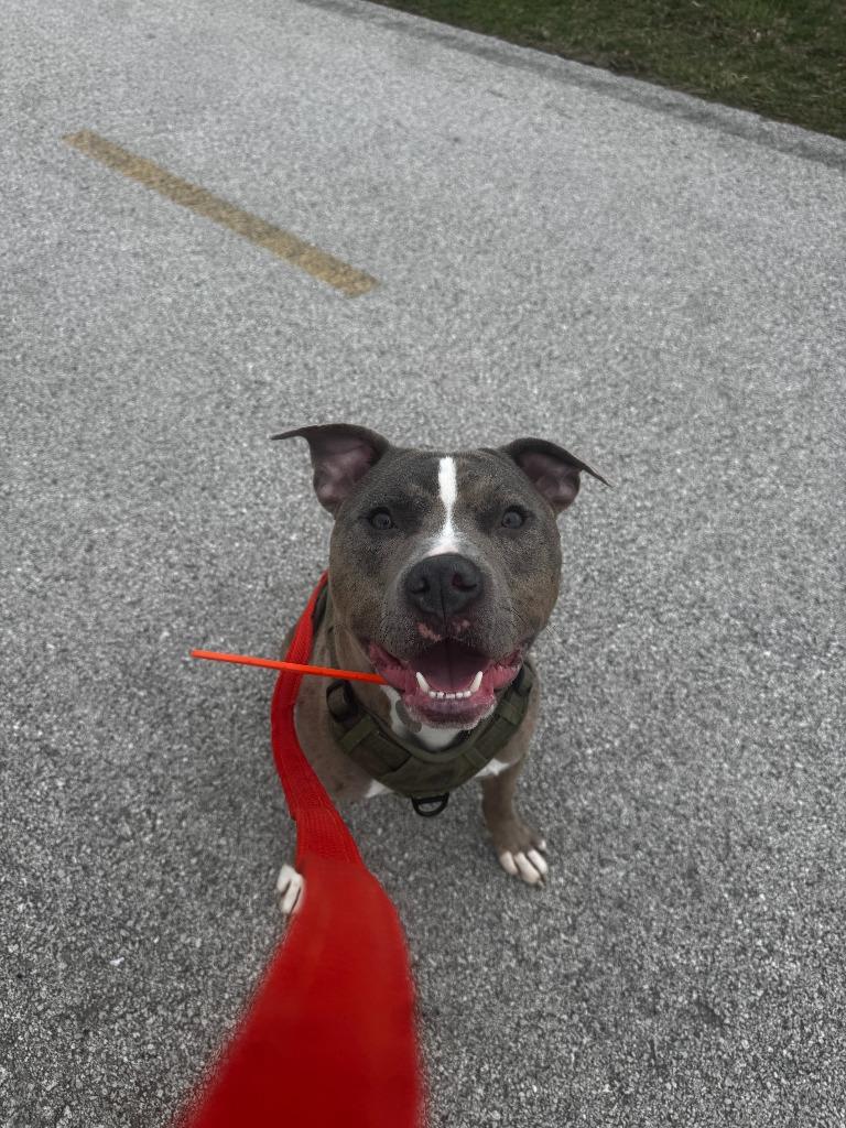 Tyson, Adoptable, Young Male Pit Bull Terrier.