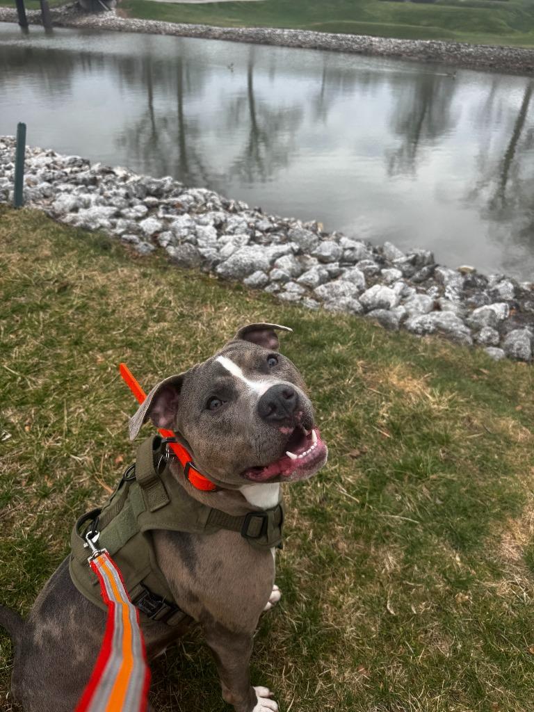 Enlarge Tyson, a Adoptable Pit Bull Terrier in Findlay, OH image 2/4