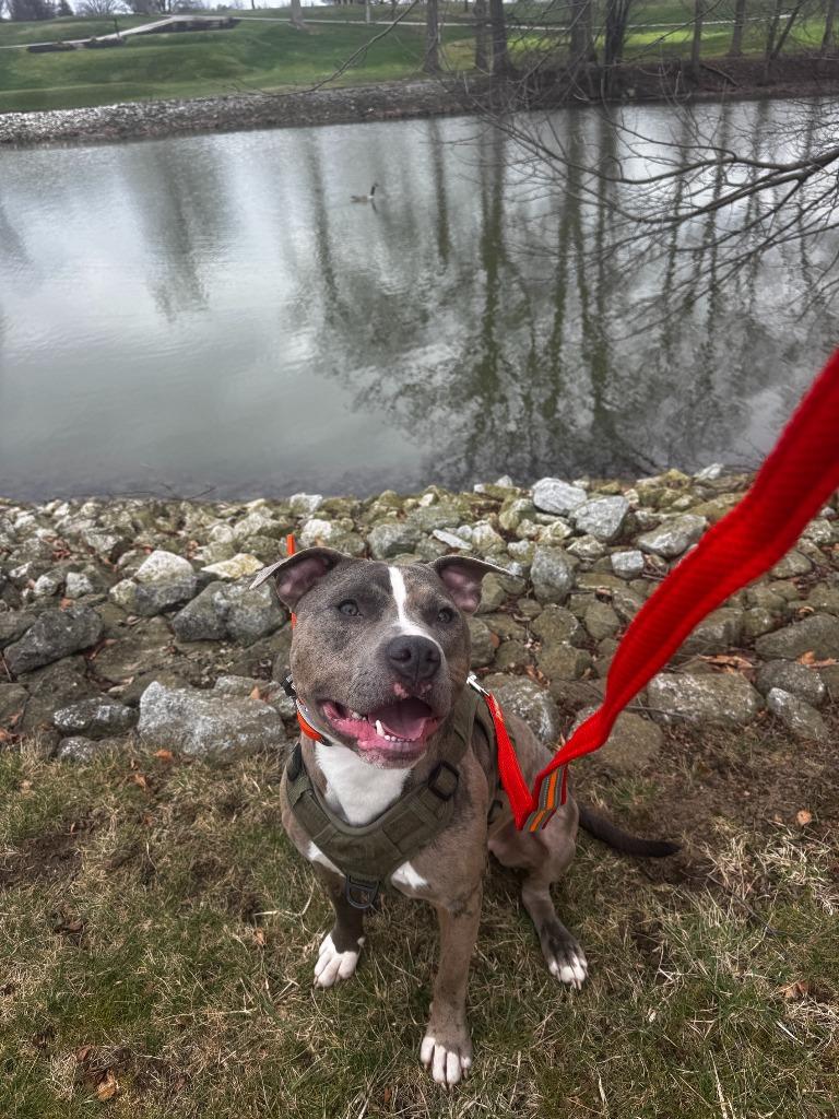 Enlarge Tyson, a Adoptable Pit Bull Terrier in Findlay, OH image 3/4