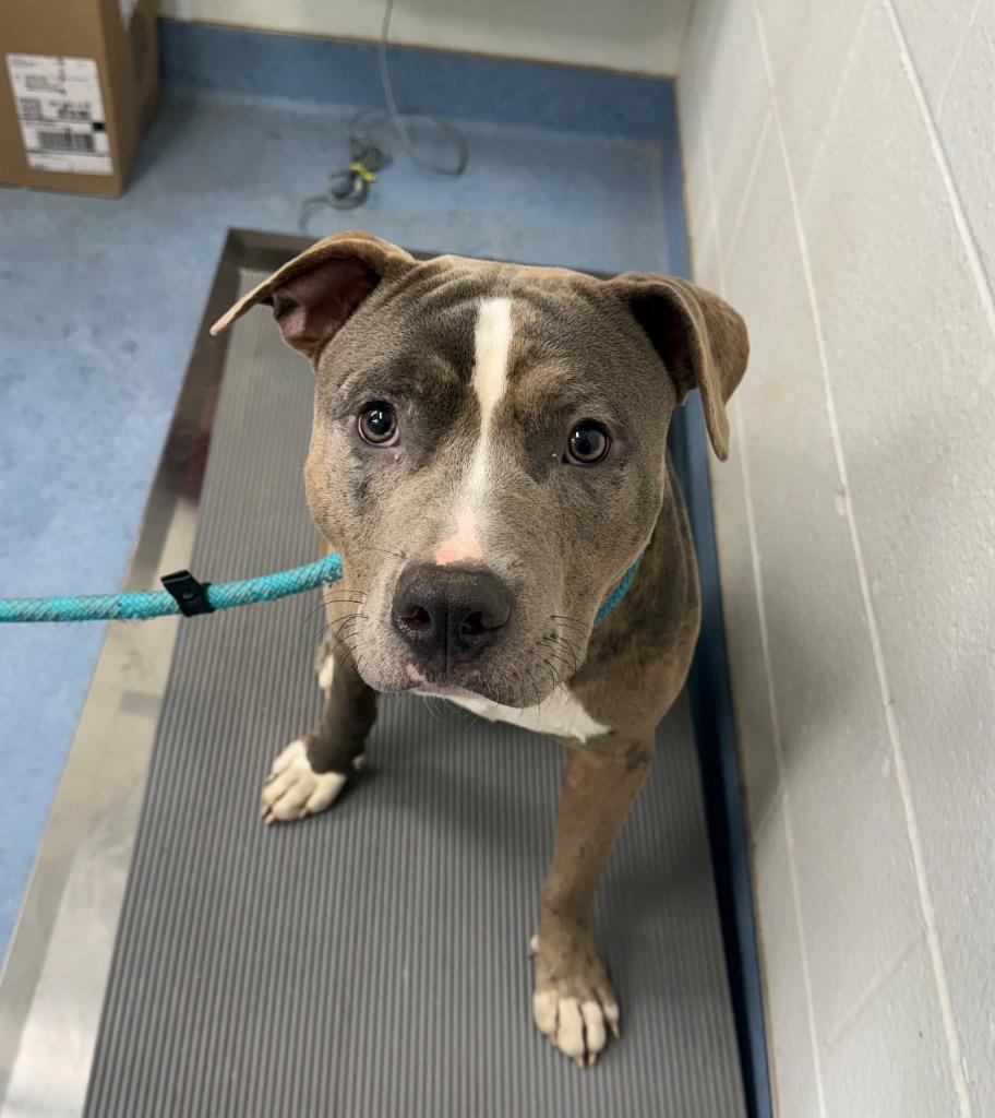 Tyson, Adoptable, Young Male Pit Bull Terrier.