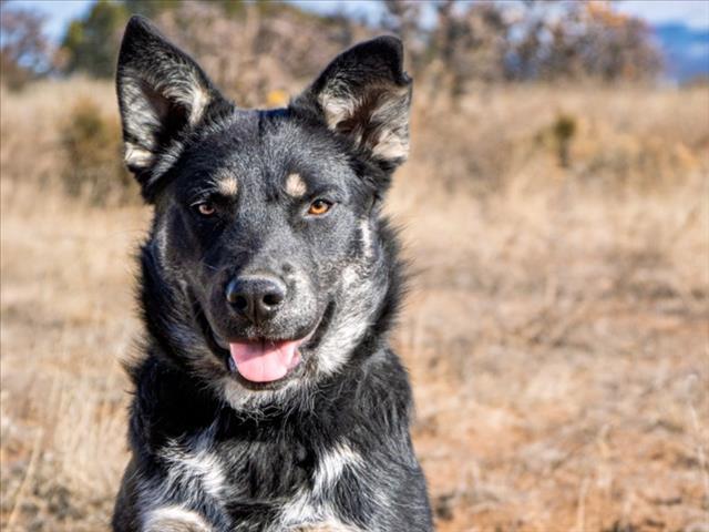 Enlarge PRINCE, a Adoptable Mixed Breed in Santa Fe, NM image 1/1