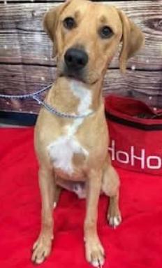 Enlarge Tatum, a Adoptable mixed breed in Washington, DC image 1/1