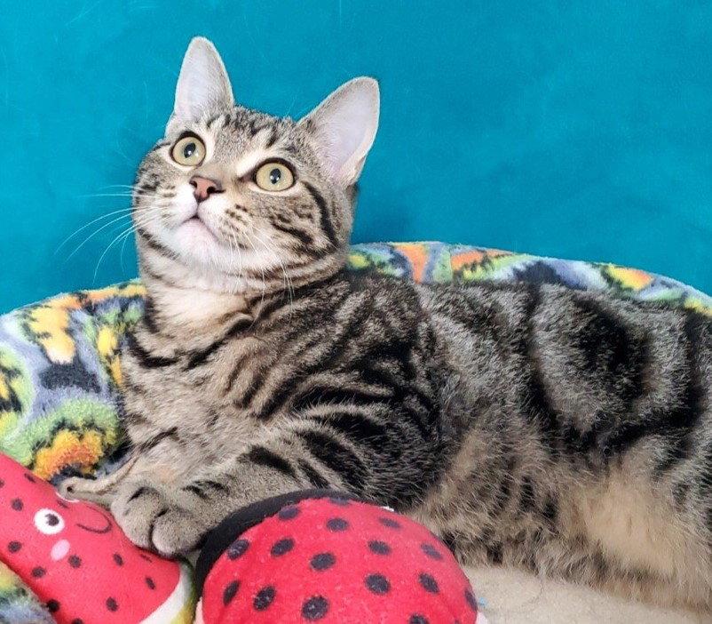 Vincent, Adoptable, Kitten Male Domestic Short Hair.