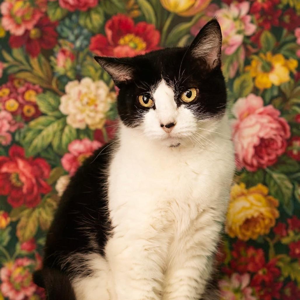 Aldi, Adoptable, Adult Female Domestic Short Hair.