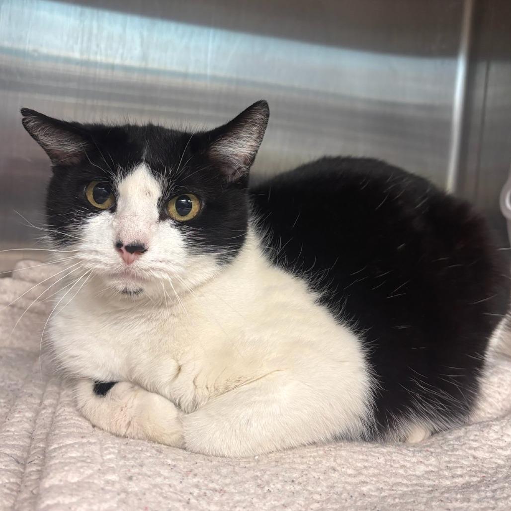 Enlarge Aldi, a Adoptable Domestic Short Hair in Belleville, IL image 2/2