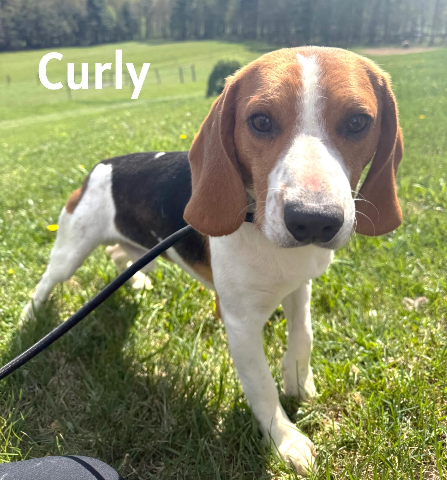Curly, ADOPTABLE, Young Male Beagle.