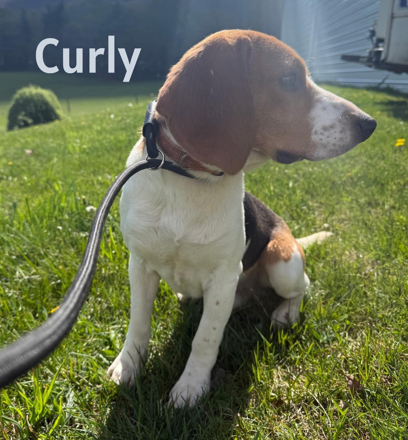 Enlarge Curly, a ADOPTABLE Beagle in Lexington, MA image 2/3