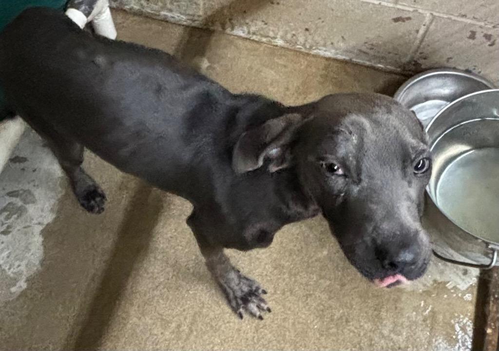 Enlarge Smokey, a Adoptable Pit Bull Terrier in Swainsboro, GA image 1/1