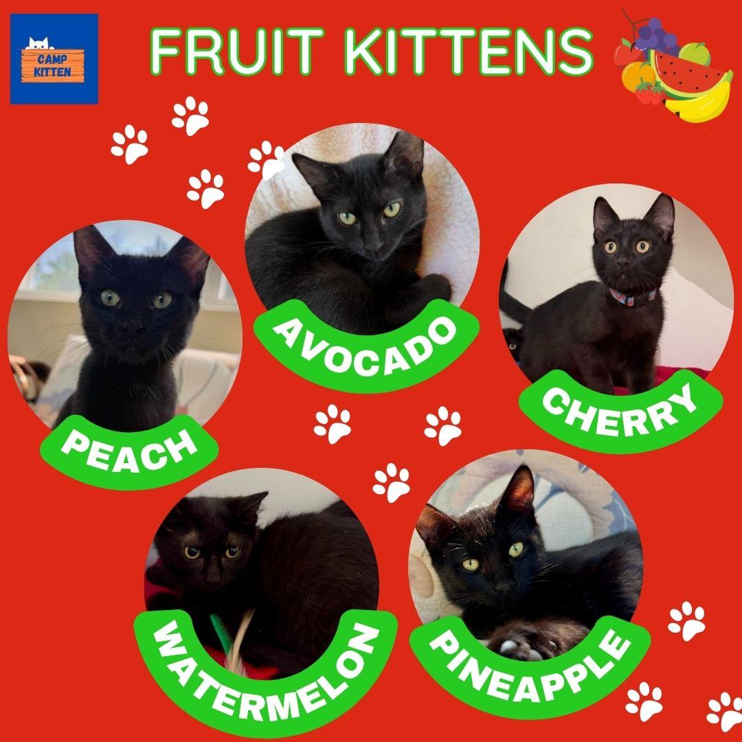 Enlarge Peach, a Adoptable Domestic Short Hair in Andover, MN image 6/6