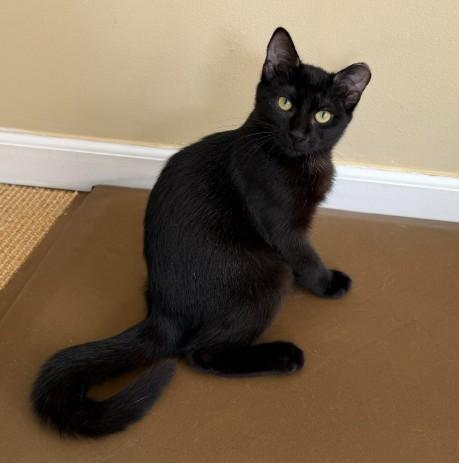 Enlarge Peach, a Adoptable Domestic Short Hair in Andover, MN image 5/6