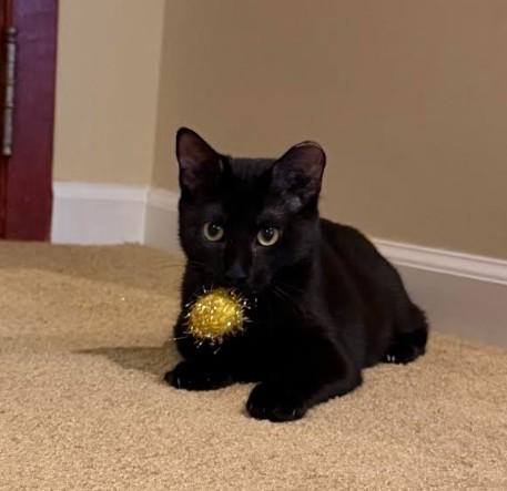 Enlarge Peach, a Adoptable Domestic Short Hair in Andover, MN image 3/6