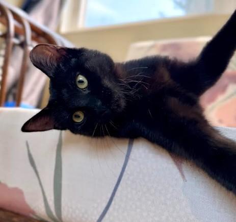 Enlarge Peach, a Adoptable Domestic Short Hair in Andover, MN image 4/6