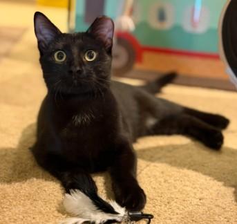 Enlarge Peach, a Adoptable Domestic Short Hair in Andover, MN image 2/6