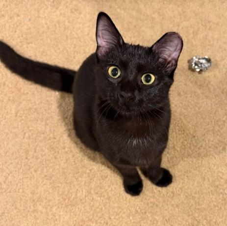 Enlarge Peach, a Adoptable Domestic Short Hair in Andover, MN image 1/6