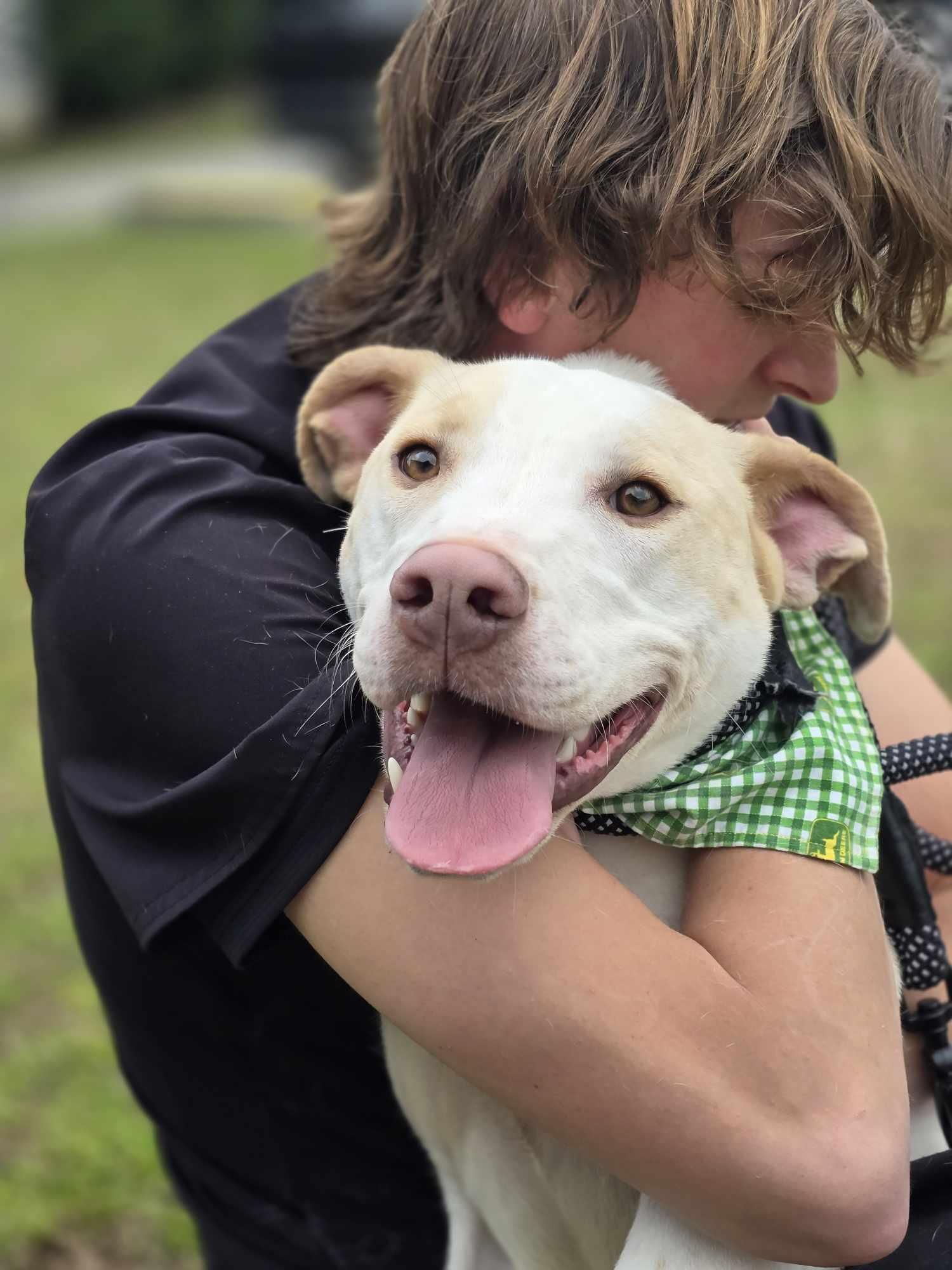 Cloud, Adoptable, Adult Male Labrador Retriever.