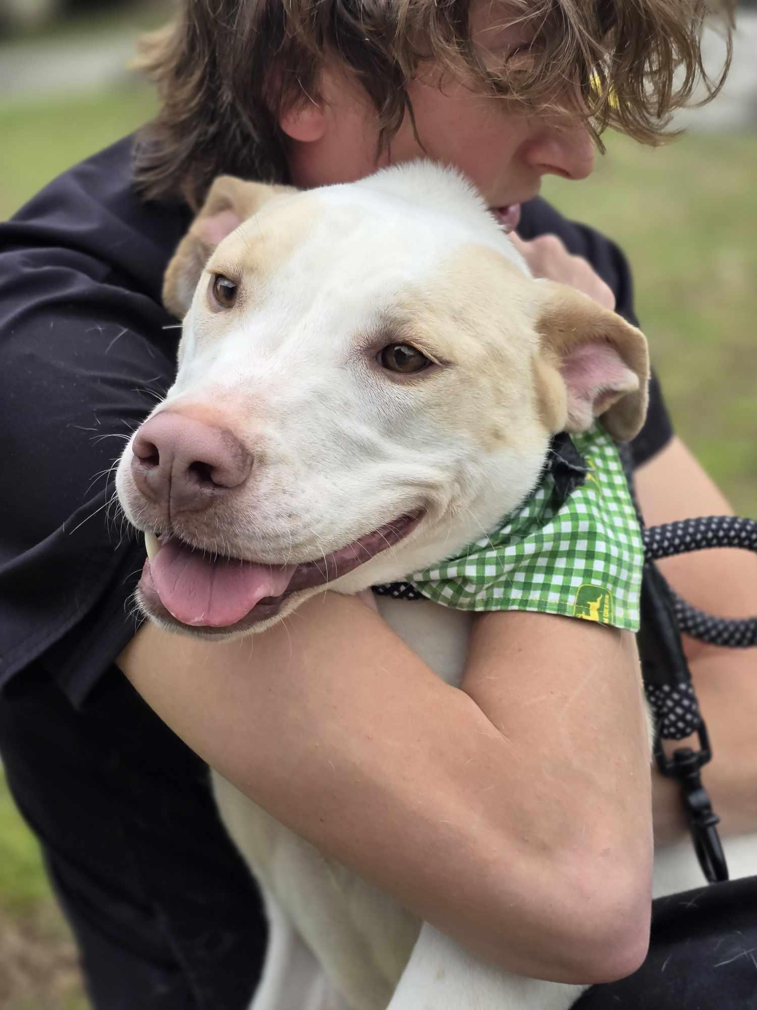 Enlarge Cloud, a Adoptable Labrador Retriever in Orangeburg, SC image 2/3