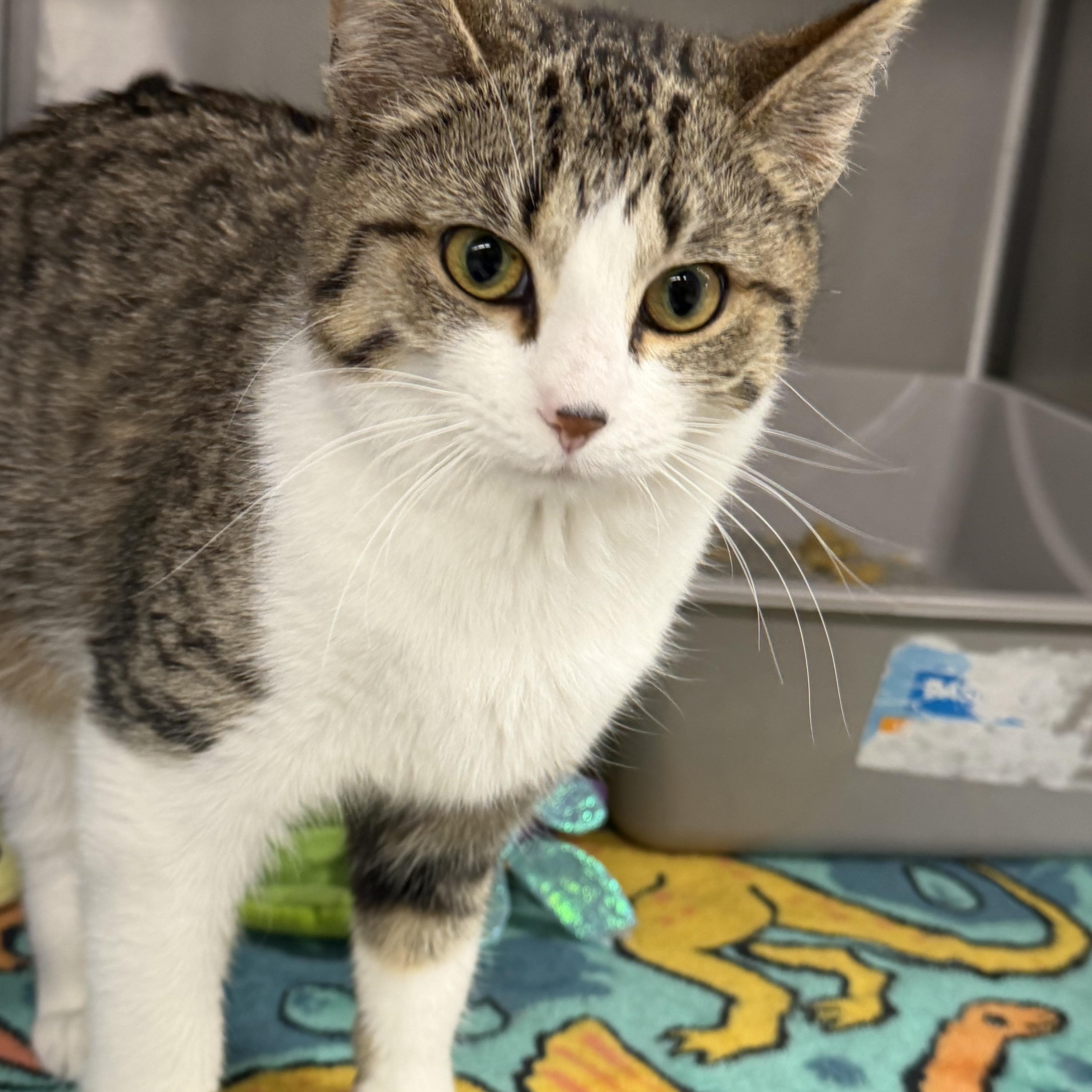 Clove, an adopted mixed breed in Mount Pleasant, MI image 2/3