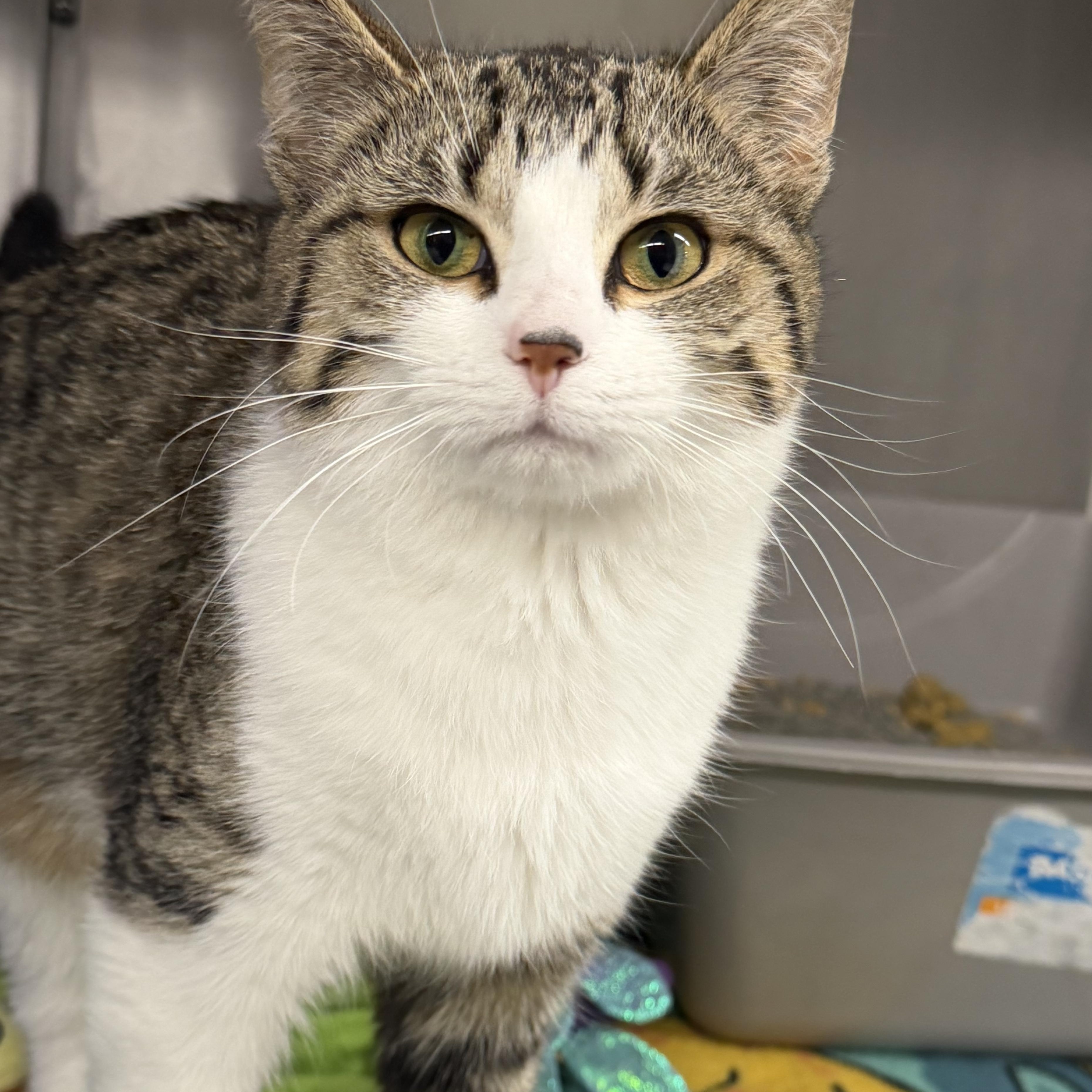 Clove, an adopted mixed breed in Mount Pleasant, MI image 3/3