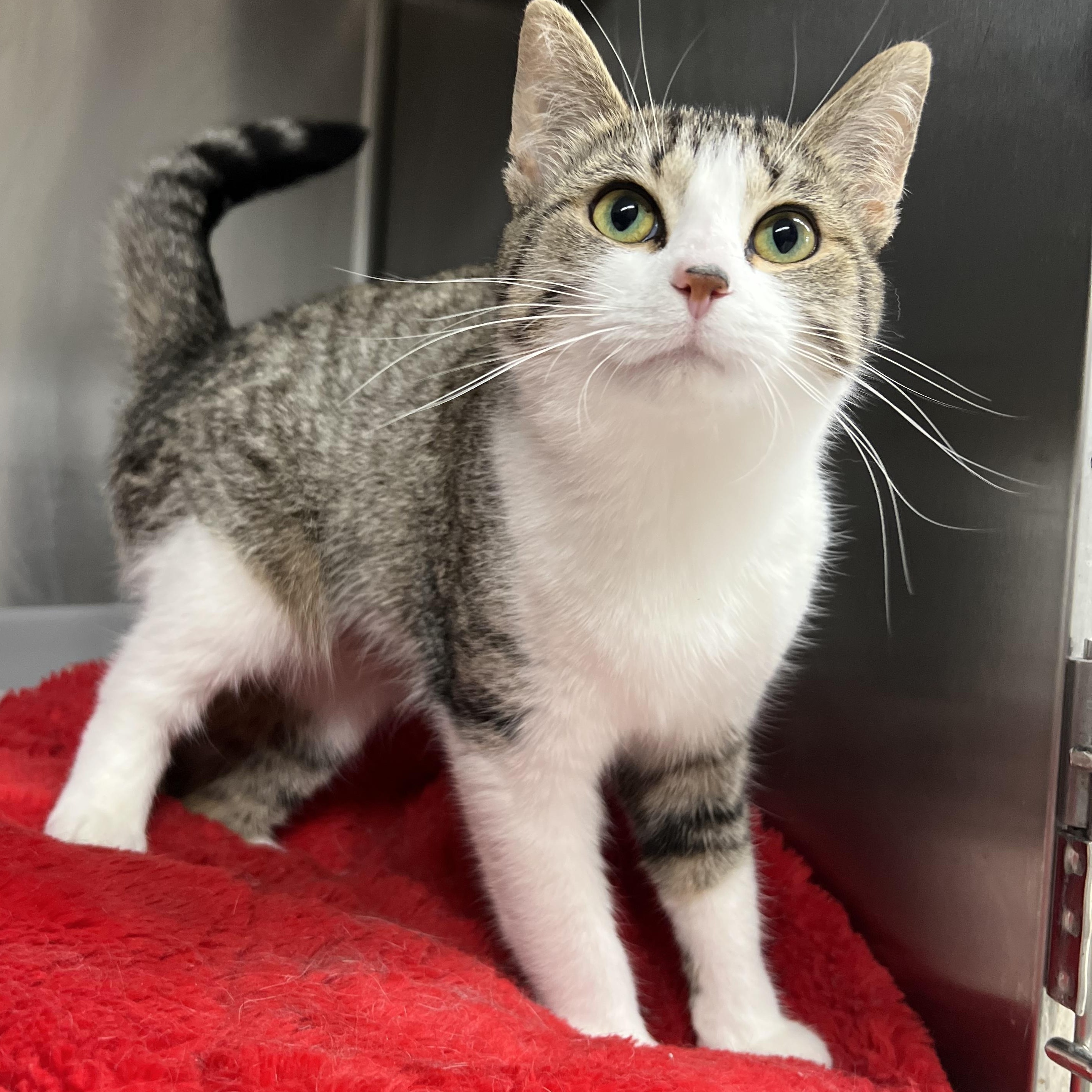 Clove, adopted, Young Female Domestic Short Hair.