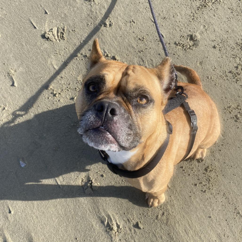 Enlarge Ellie, a Adoptable mixed breed in Corvallis, OR image 3/4