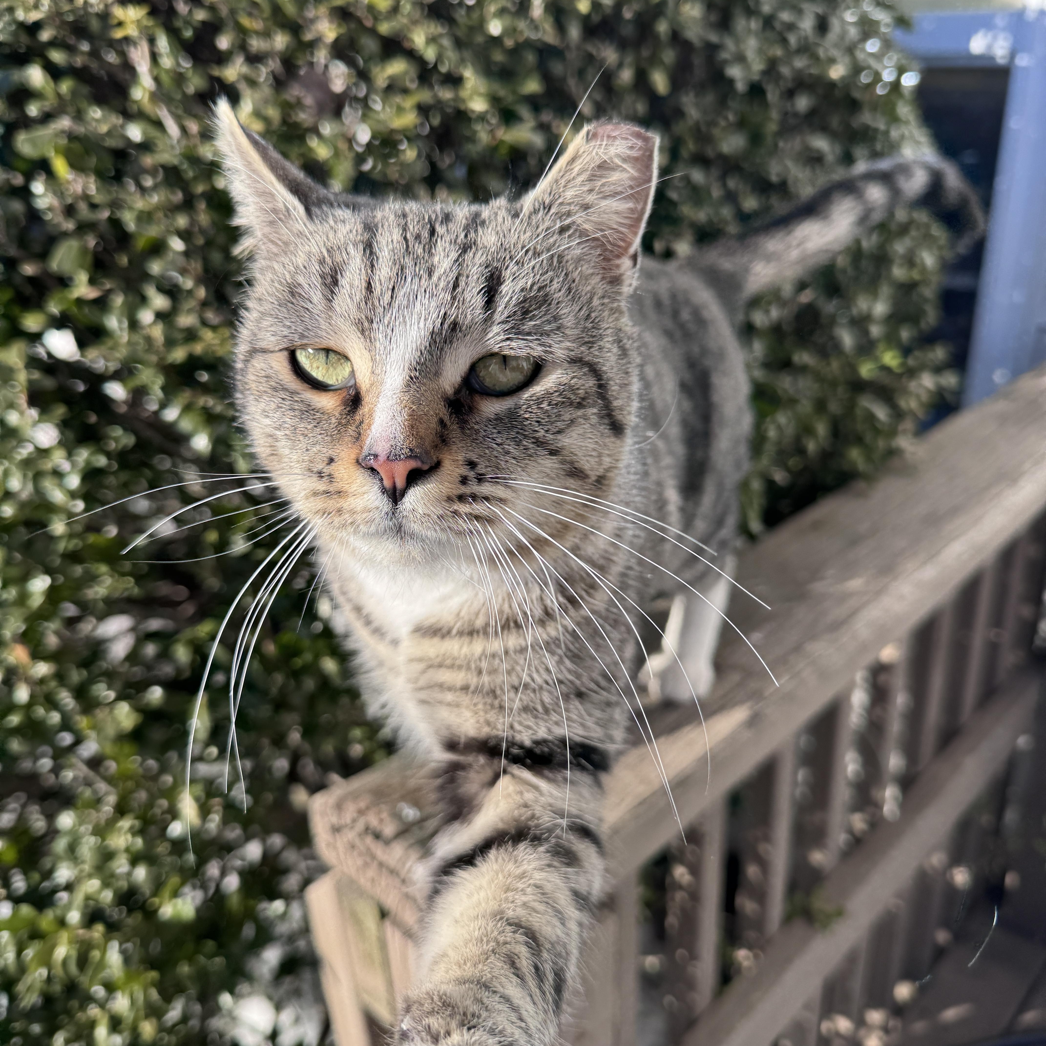 Enlarge Mommy Cat, a ADOPTABLE mixed breed in Cedars, PA image 1/4