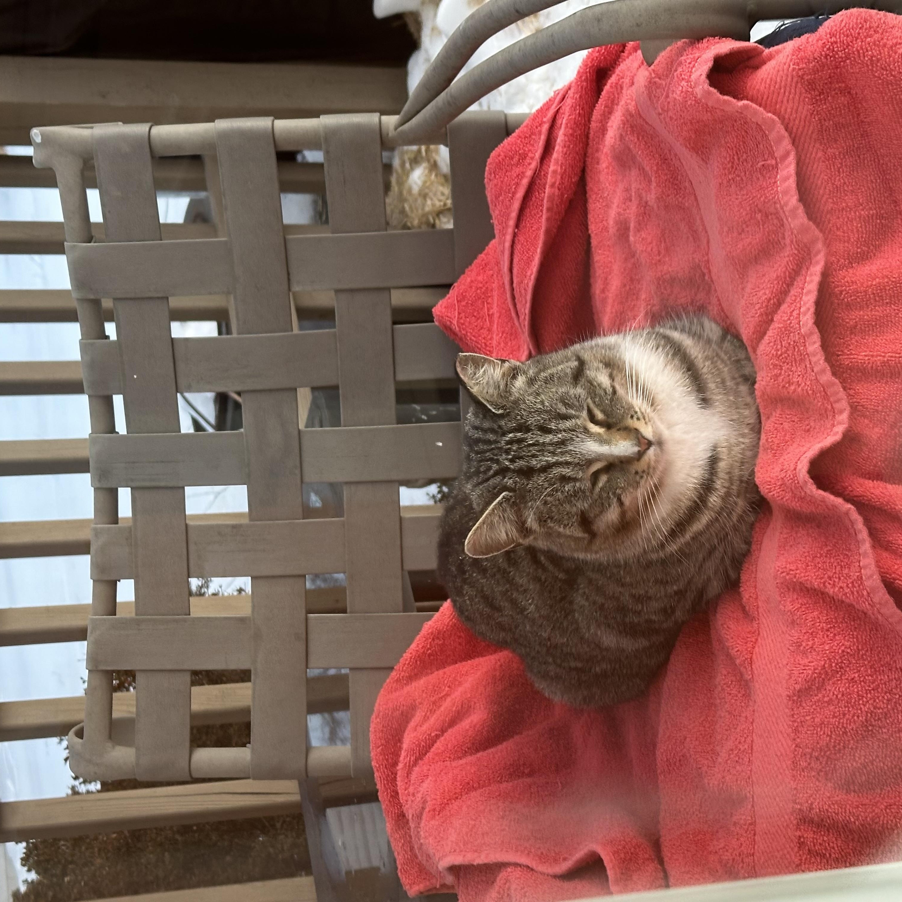 Enlarge Mommy Cat, a ADOPTABLE mixed breed in Cedars, PA image 4/4