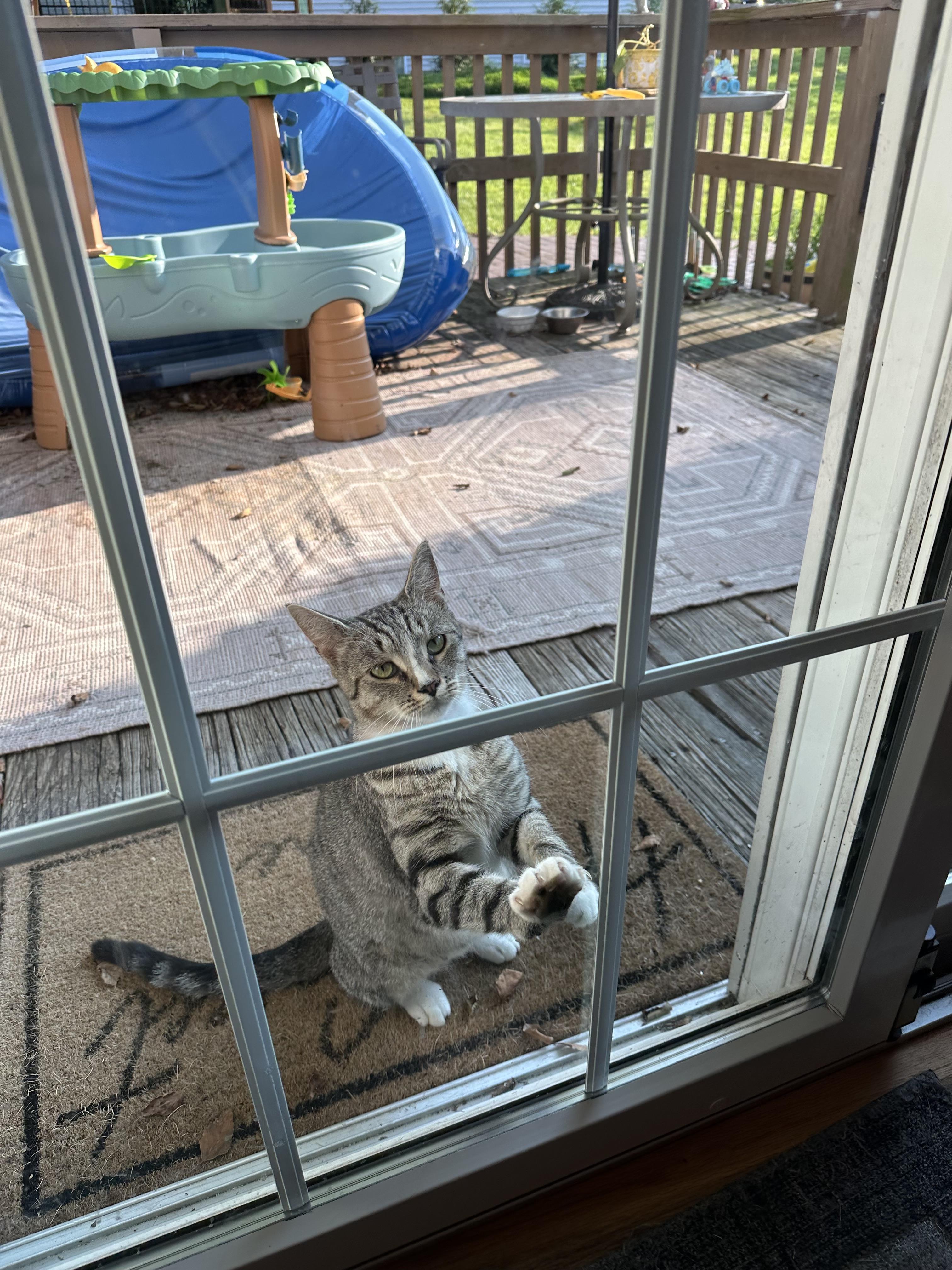 Enlarge Mommy Cat, a ADOPTABLE mixed breed in Cedars, PA image 3/4