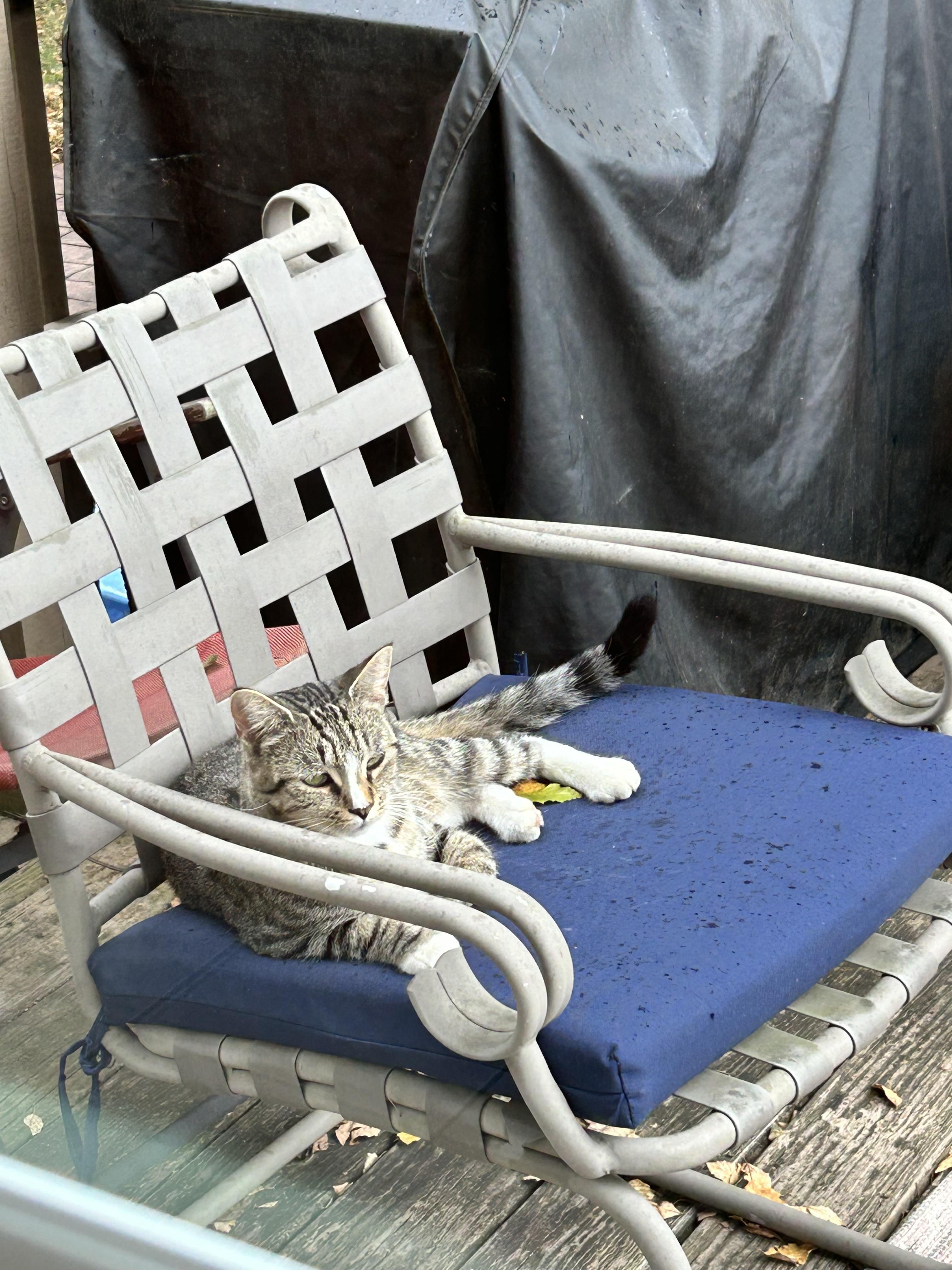 Enlarge Mommy Cat, a ADOPTABLE mixed breed in Cedars, PA image 2/4