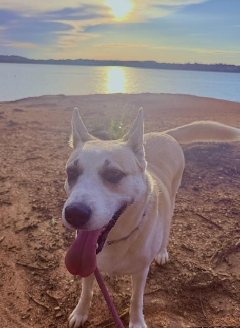 Enlarge Maggie (GREAT Family Companion), a Adoptable mixed breed in Newfoundland, PA image 5/5