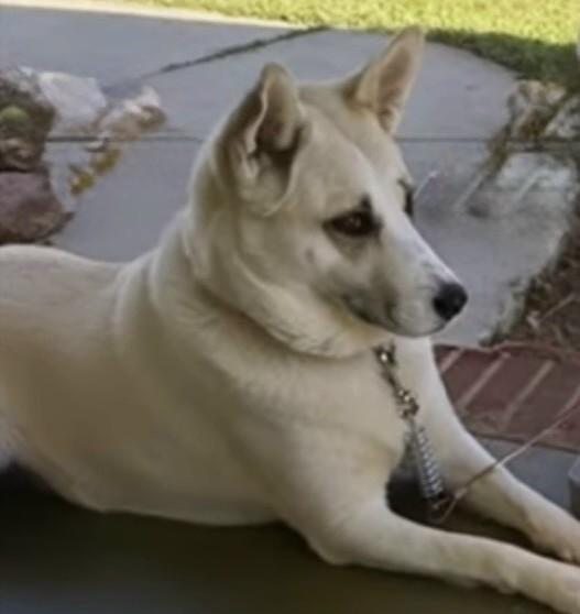 Enlarge Maggie (GREAT Family Companion), a Adoptable mixed breed in Newfoundland, PA image 2/5